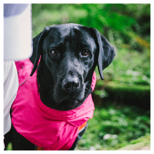 Cozy Waterproof Dog Coat: Adjustable Warm Vest for Small Dogs – Pink, Size M