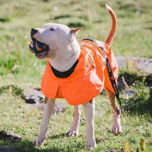 Ultimate Waterproof Dog Jacket: Cozy, Adjustable, Durable & Machine Washable