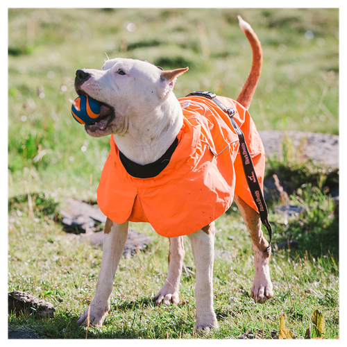 Ultimate Waterproof Dog Jacket: Cozy, Adjustable, Durable & Machine Washable